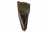 Juvenile Tyrannosaur Premax Tooth (Aublysodon) - Wyoming #143957-1